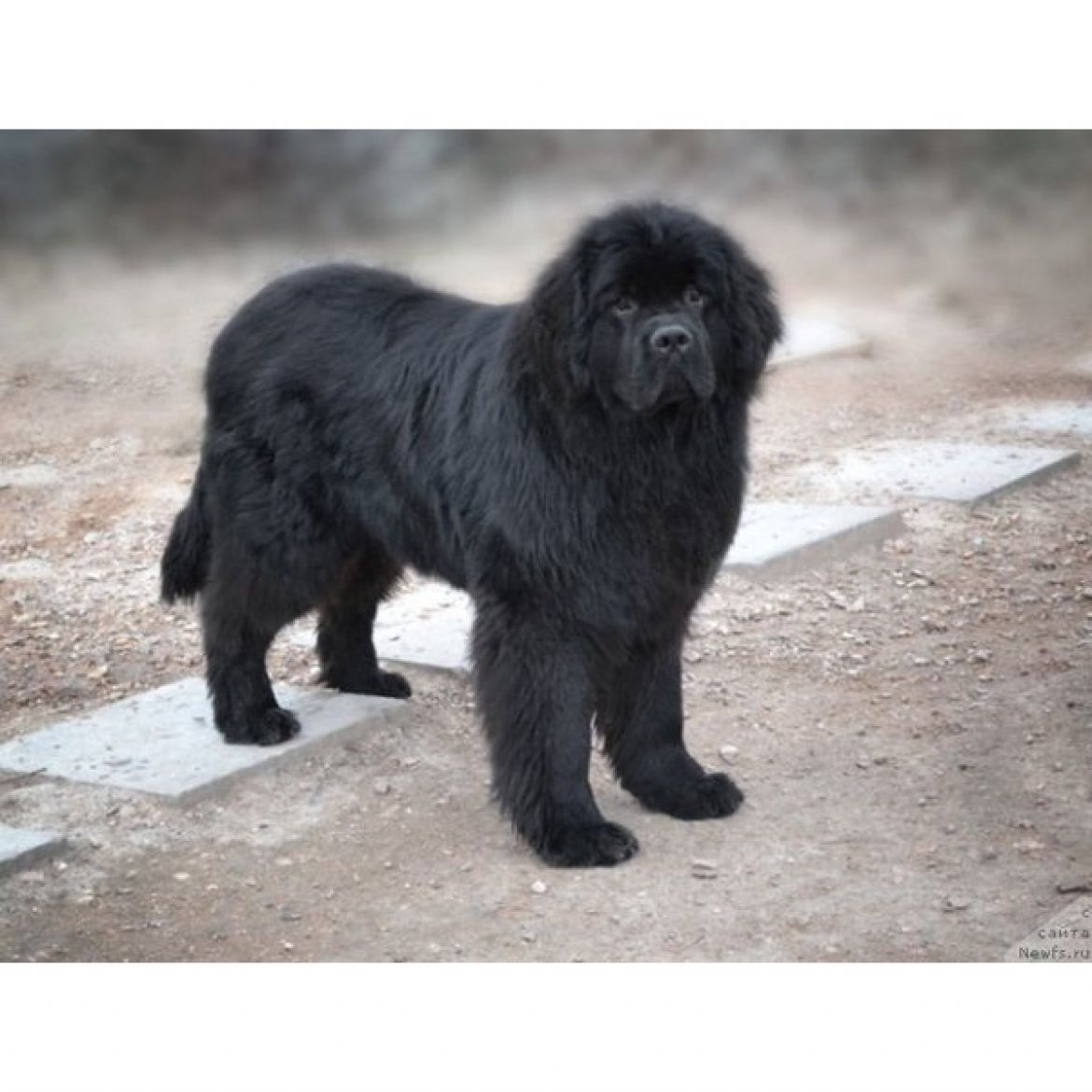 R Andschelo Orso Sindbad for Kara Deniz (25-04-2013)